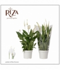 Spathiphyllum