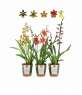 OrchideeÃ«n