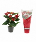Anthurium