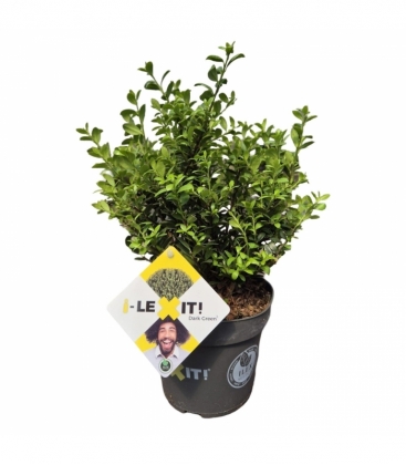 Ilex