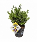 Ilex