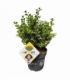 Ilex