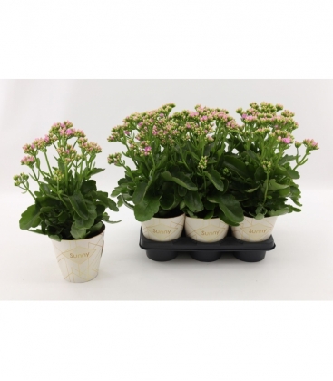 Kalanchoe