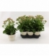 Kalanchoe