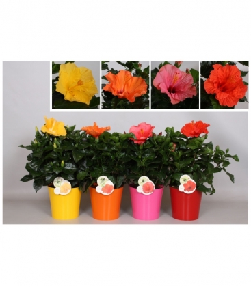 Hibiscus