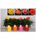 Hibiscus