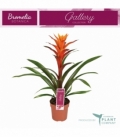 Guzmania