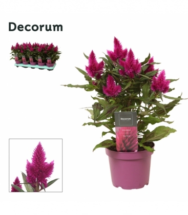 Celosia