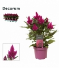 Celosia