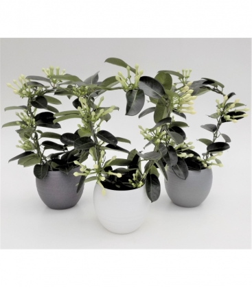Stephanotis