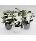 Stephanotis