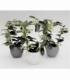 Stephanotis
