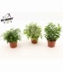 Ficus