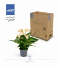 Anthurium