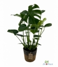 Monstera