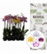 Phalaenopsis