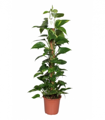 Scindapsus