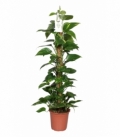 Scindapsus