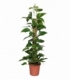 Scindapsus