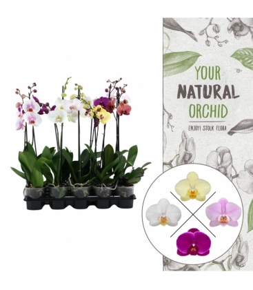 Phalaenopsis