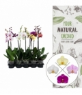 Phalaenopsis
