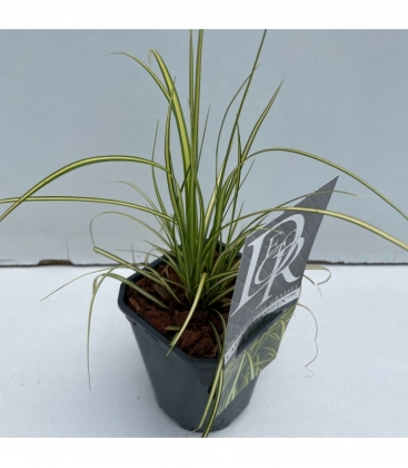 Carex