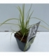 Carex