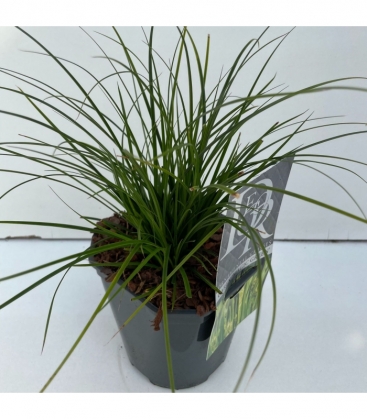Carex