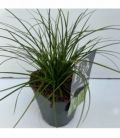 Carex