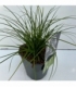 Carex