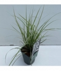 Carex
