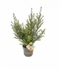 Ilex