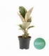 Ficus