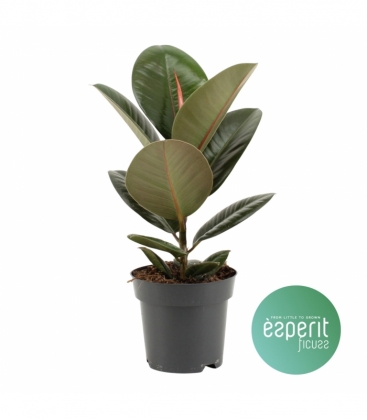 Ficus