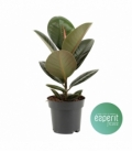 Ficus