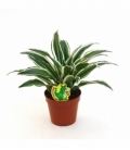 Dracaena