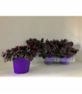 Tradescantia
