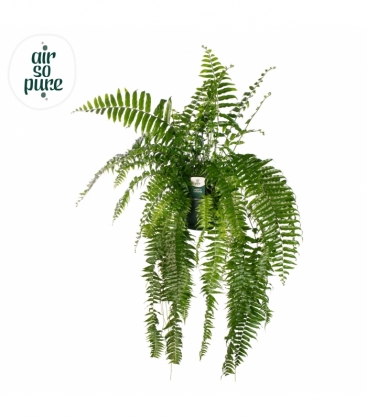Nephrolepis