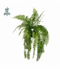 Nephrolepis