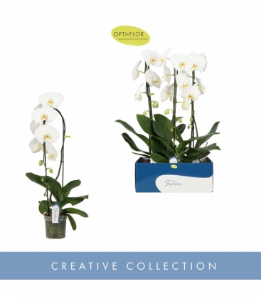 Phalaenopsis