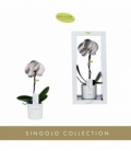 Phalaenopsis