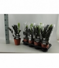 Zamioculcas