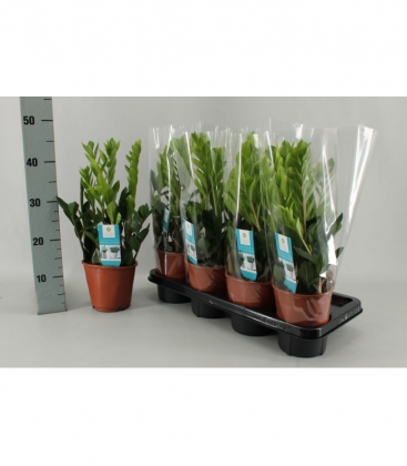 Zamioculcas