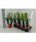 Zamioculcas