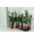 Zamioculcas