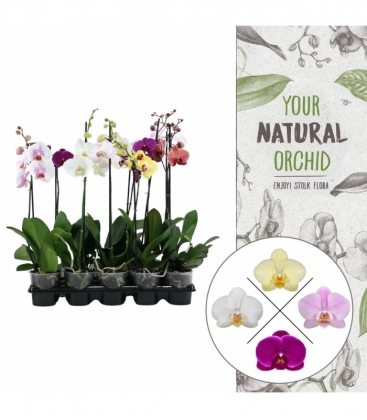 Phalaenopsis
