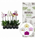 Phalaenopsis