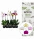 Phalaenopsis