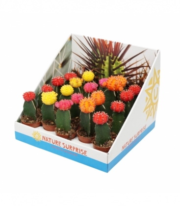 Gymnocalycium