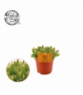 Hylocereus